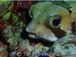 Porcupine fish with the cutest eyes by Tony Greenfield 